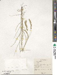 Melica ciliata image