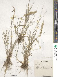 Melica ciliata image