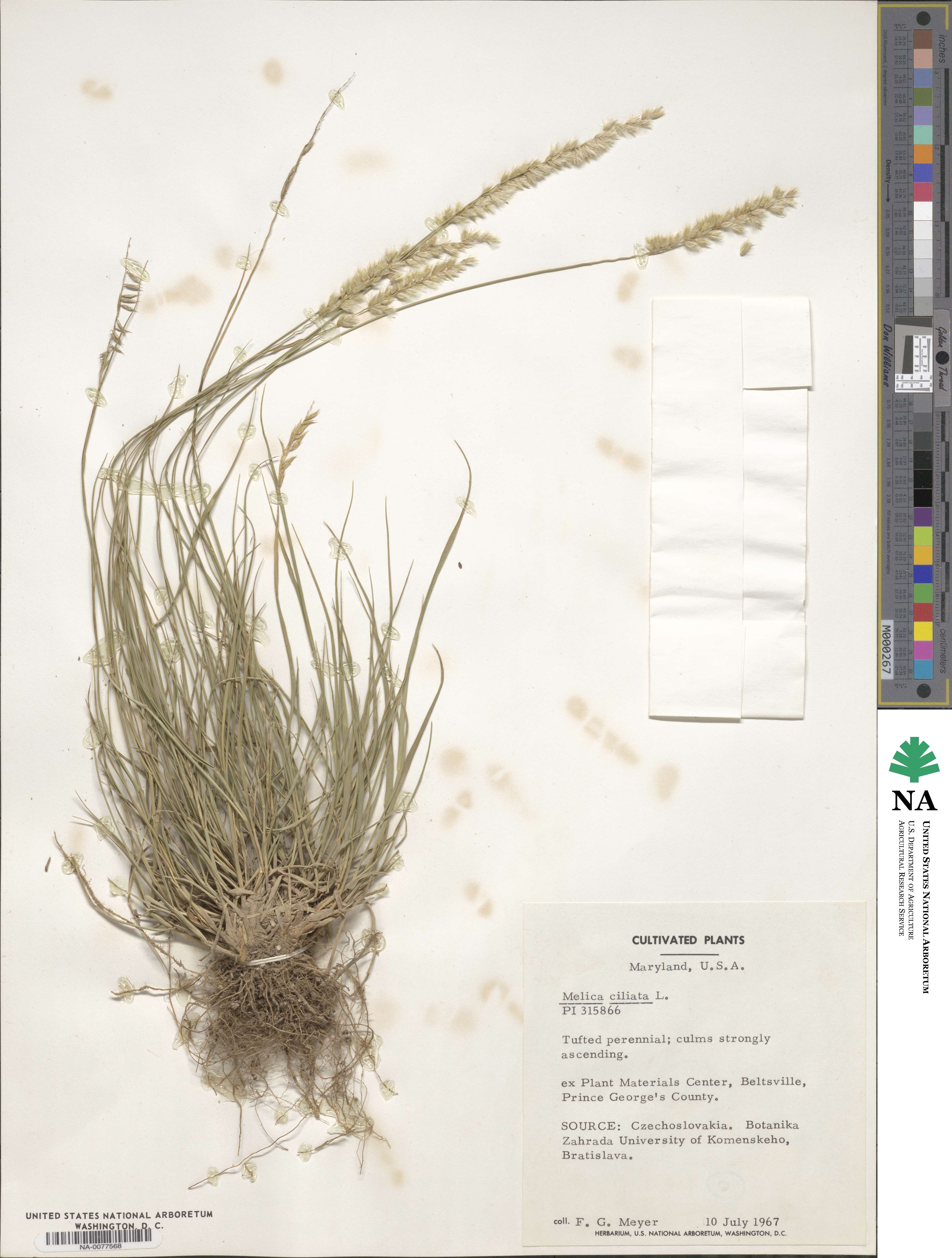 Melica ciliata image