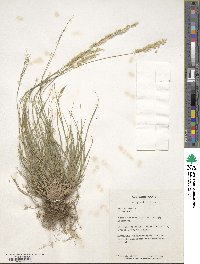 Melica ciliata image