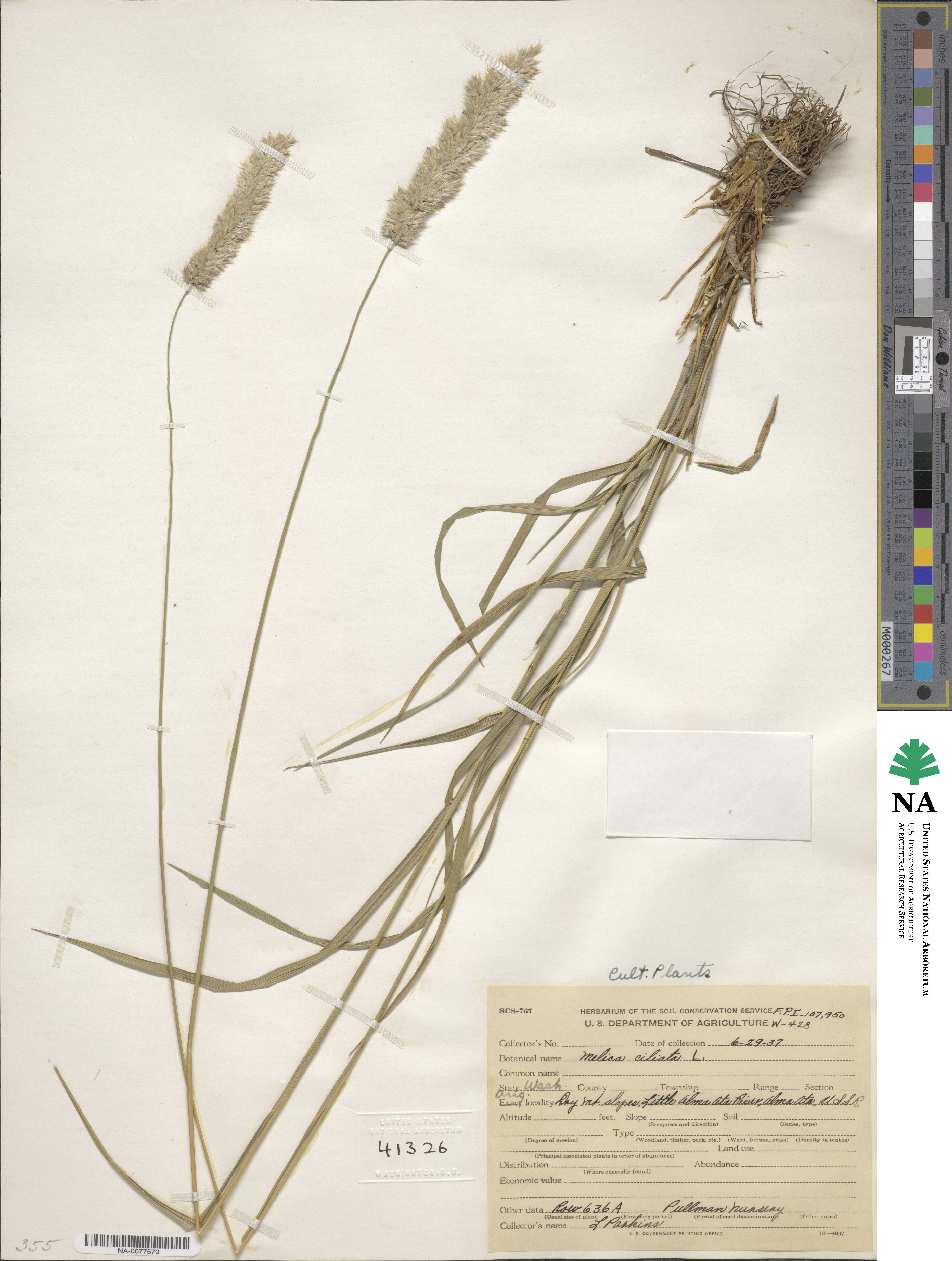 Melica ciliata image
