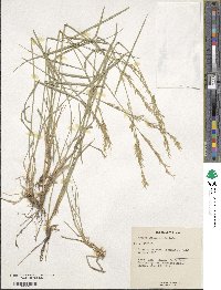 Melica persica image