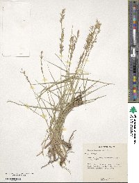 Melica persica image