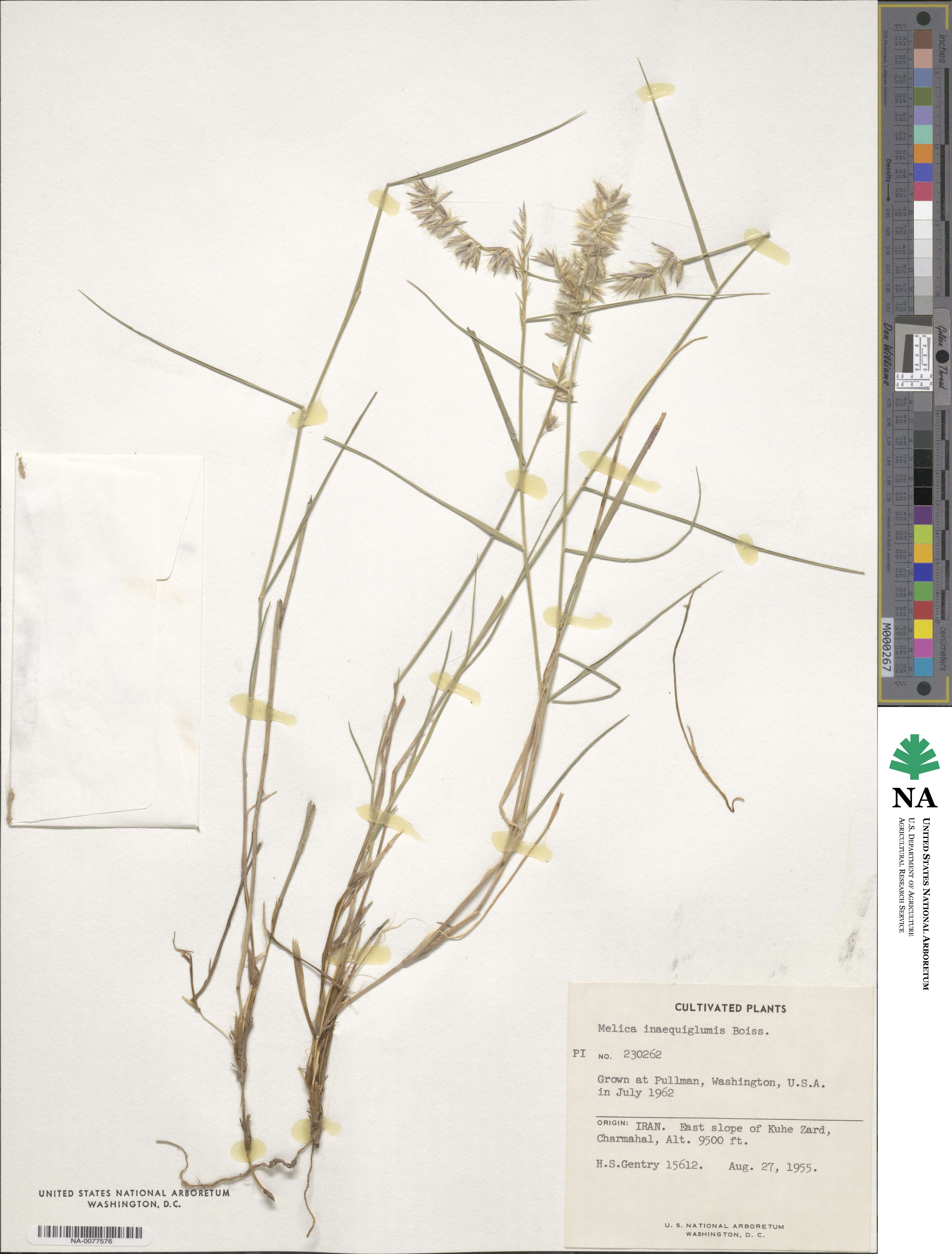 Melica persica image