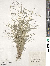 Melica persica image