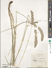 Melica transsilvanica image