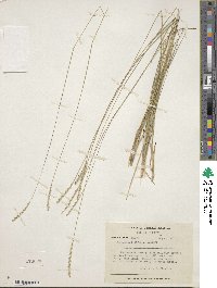 Image of Mesosetum filifolium