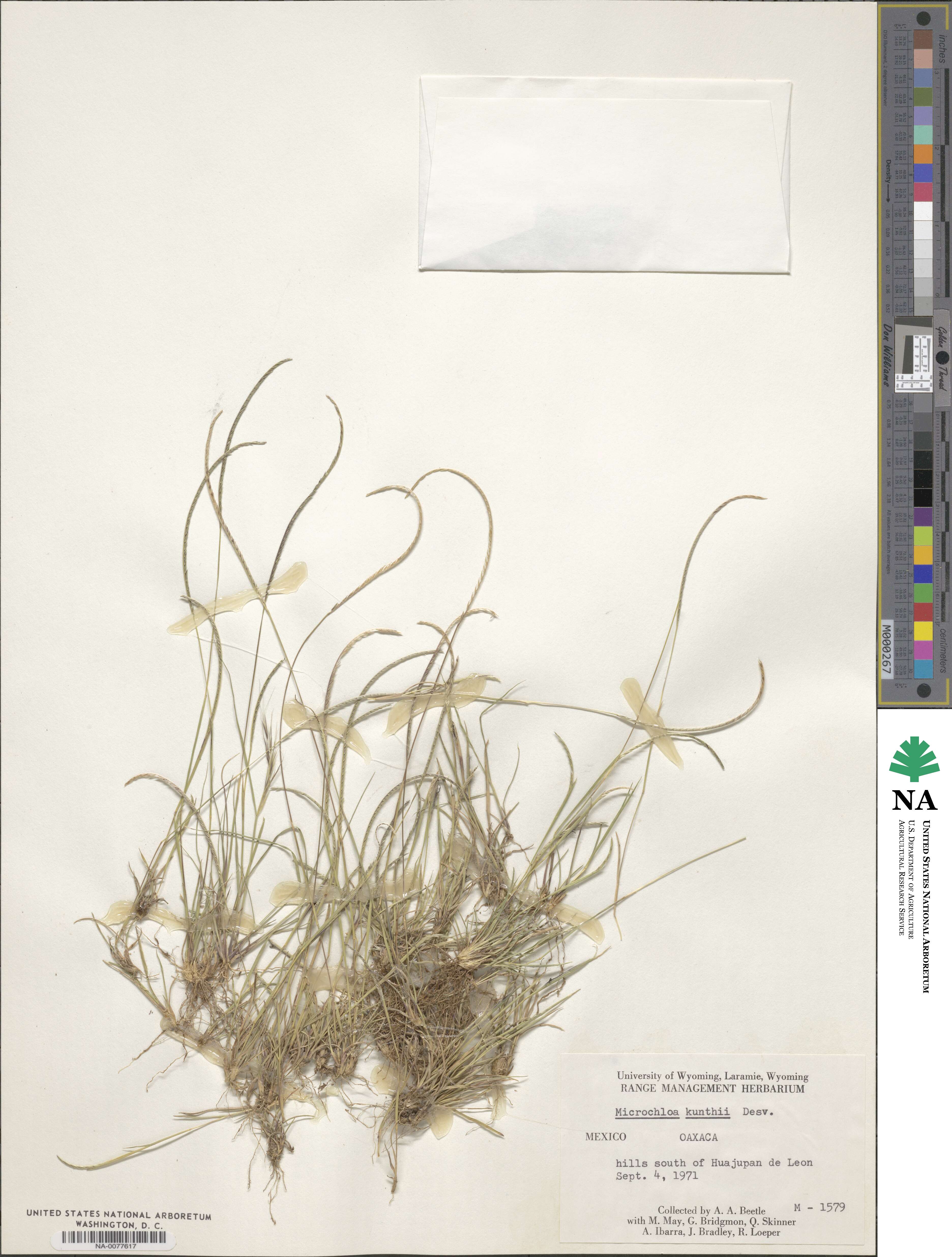 Microchloa image