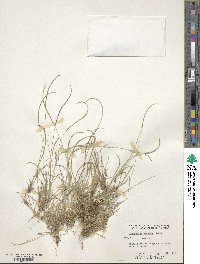 Image of Microchloa kunthii