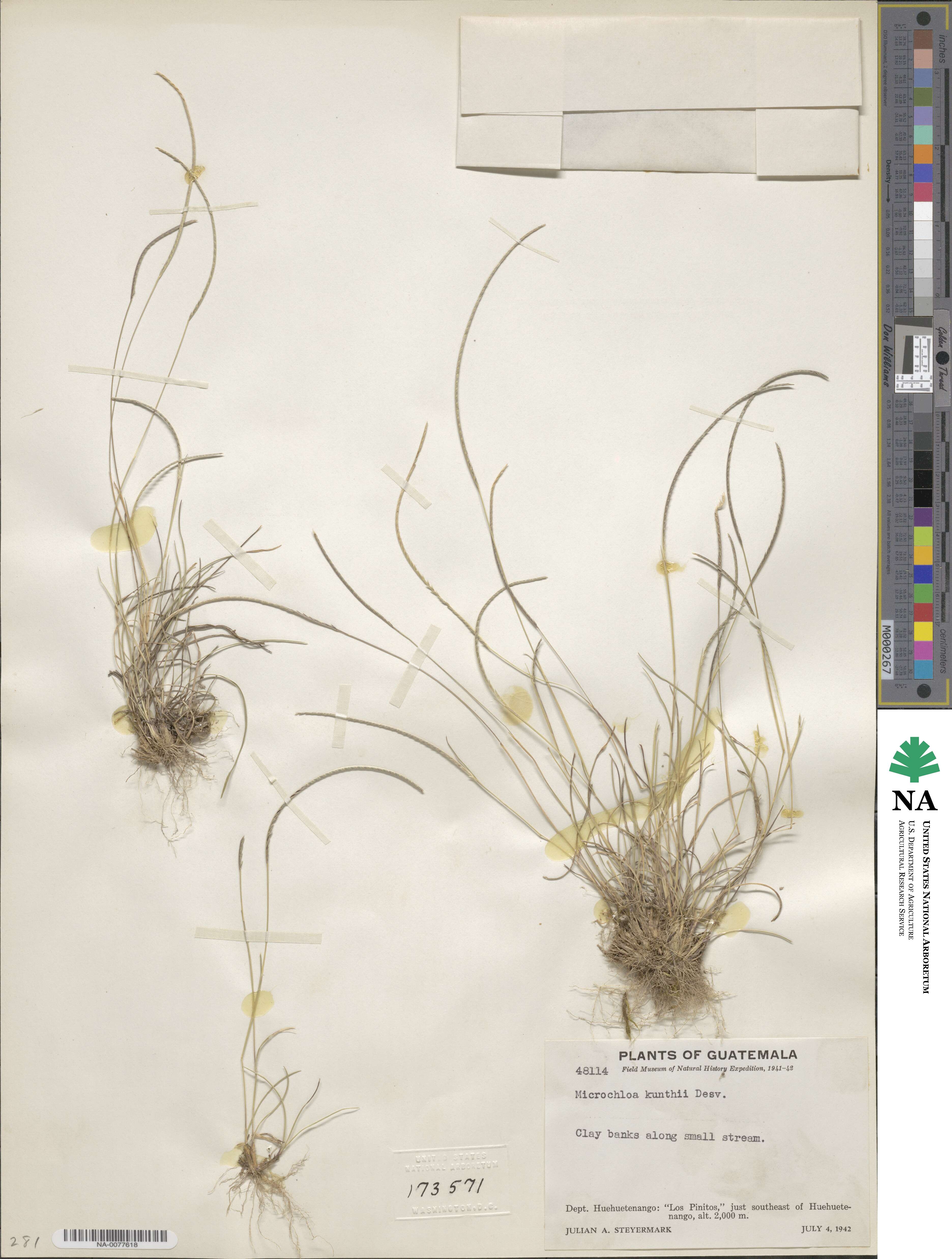 Microchloa kunthii image