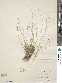 Microchloa kunthii image