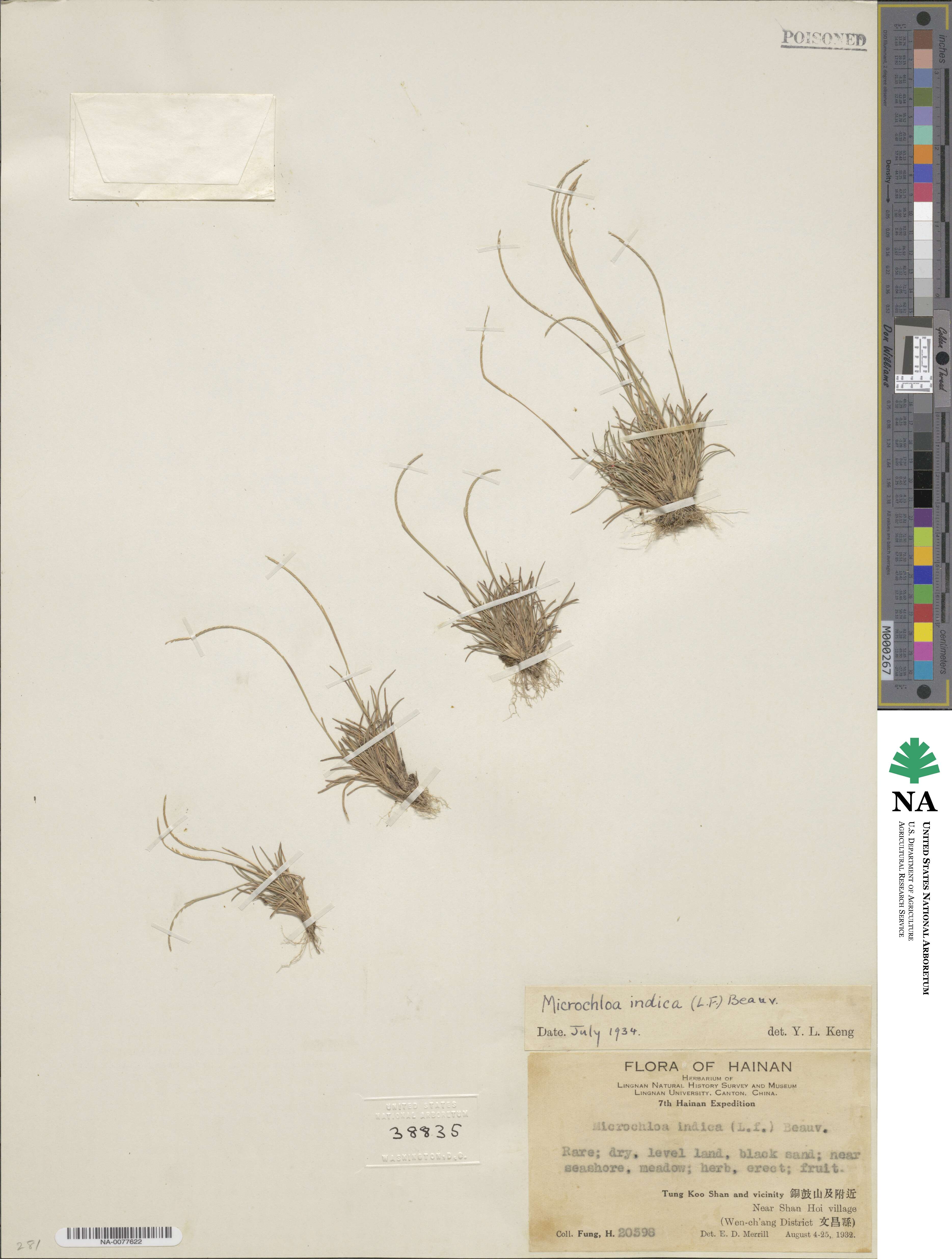 Microchloa indica image