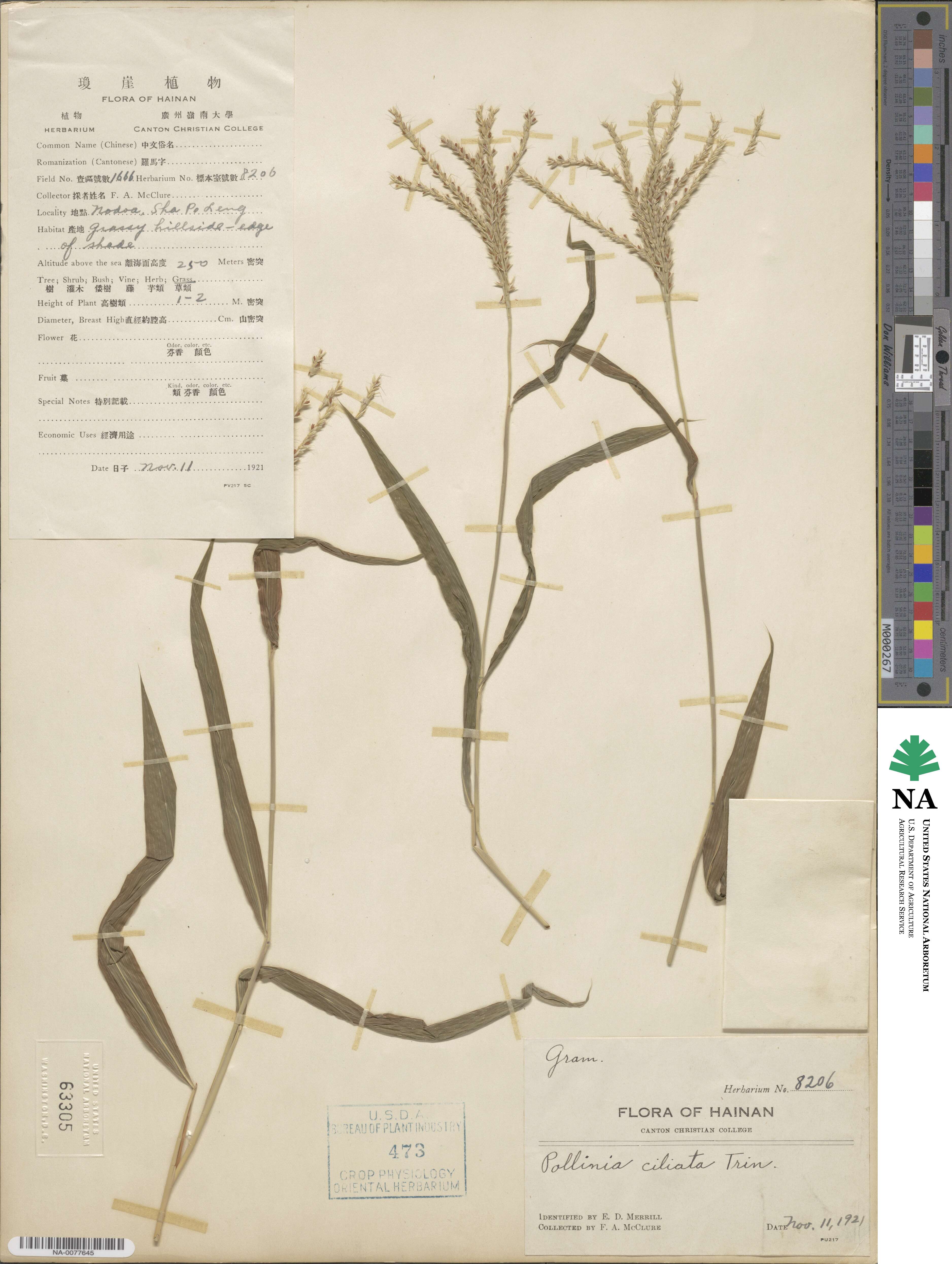 Microstegium fasciculatum image