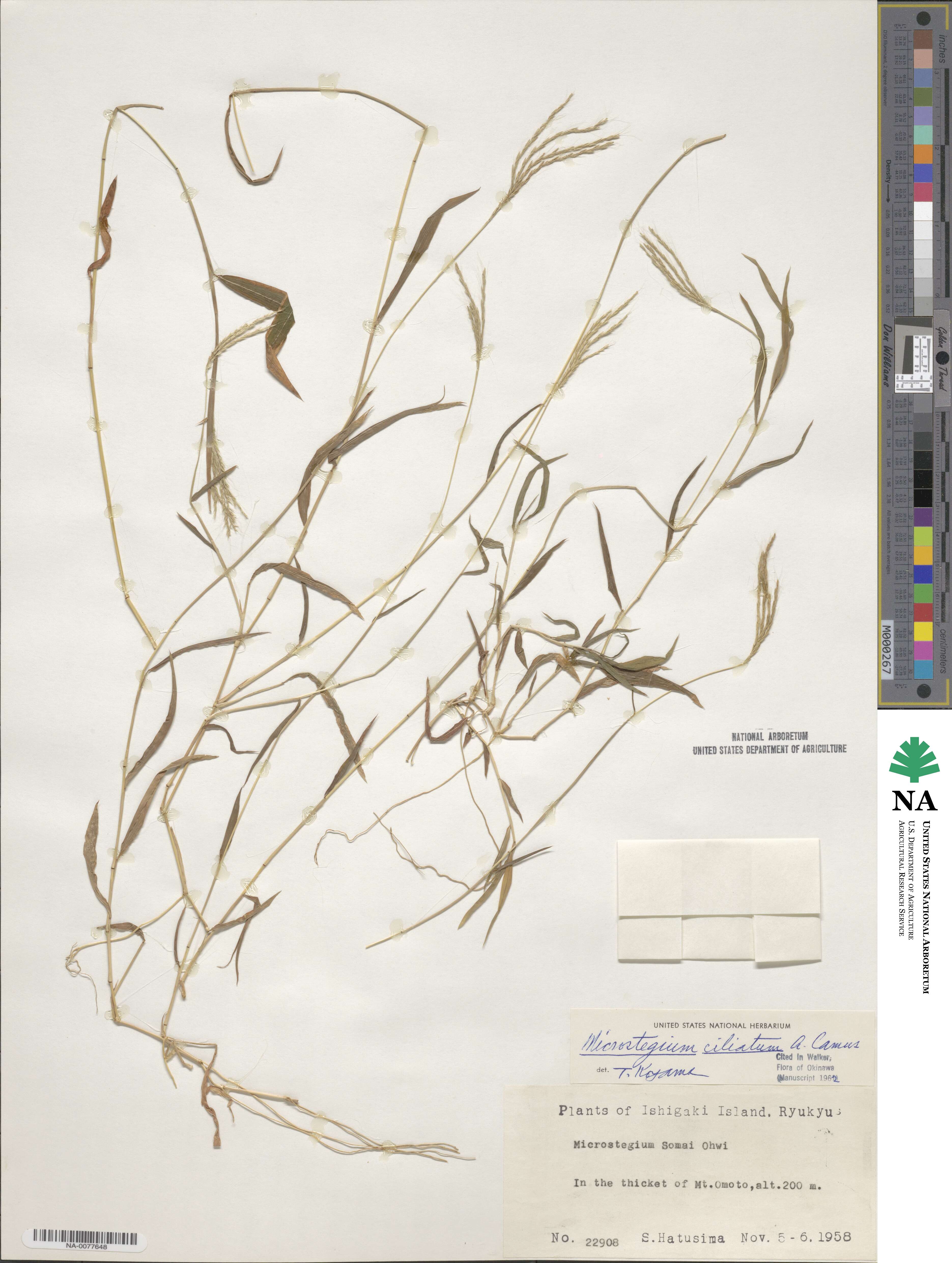 Microstegium fasciculatum image