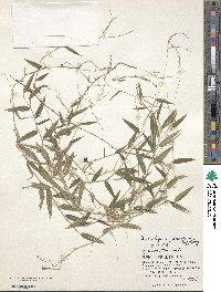 Microstegium japonicum image