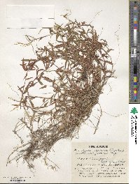 Microstegium japonicum image