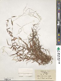 Microstegium japonicum image