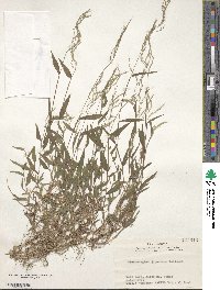 Microstegium japonicum image