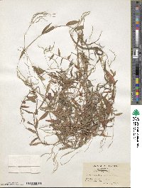 Microstegium japonicum image