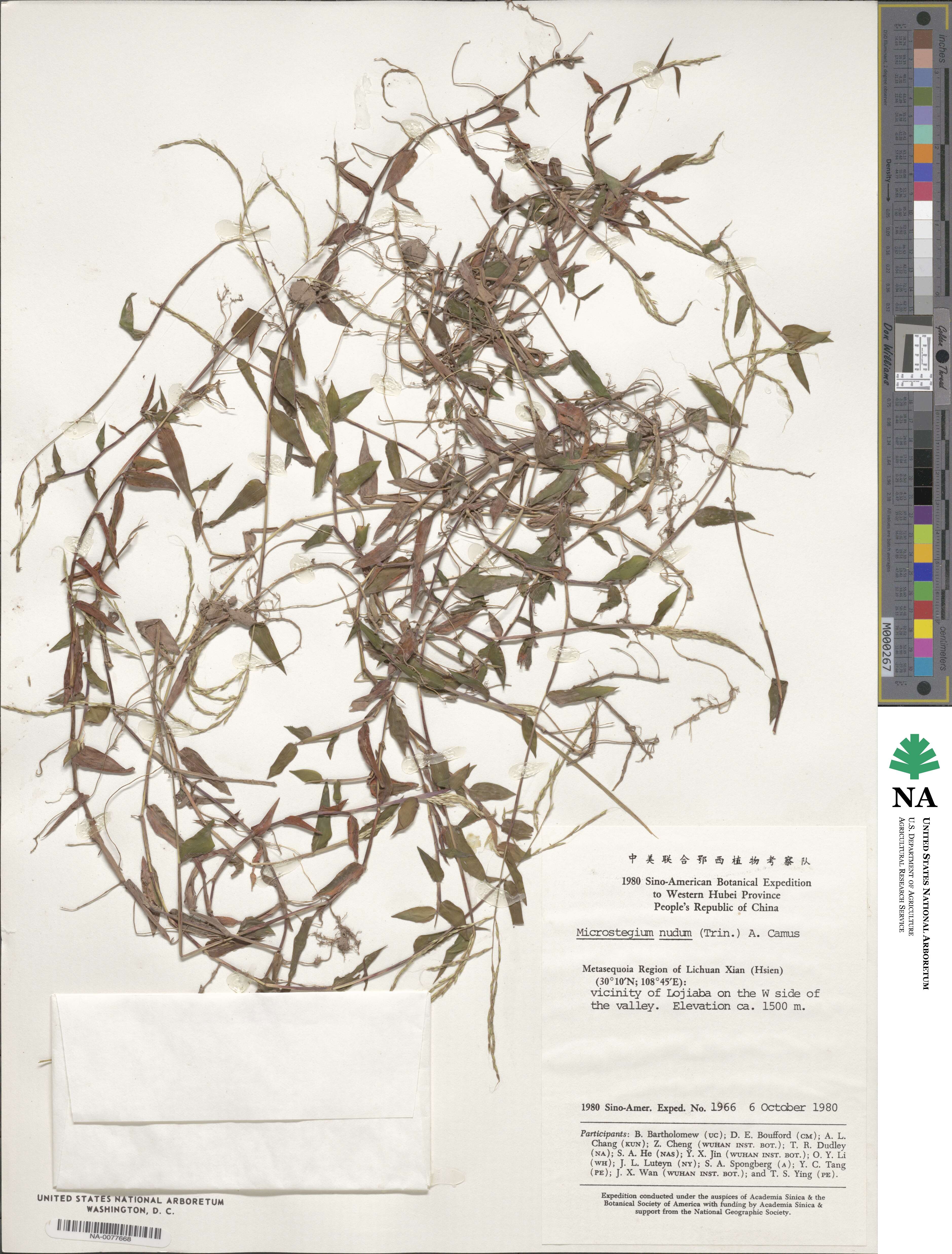 Microstegium nudum image