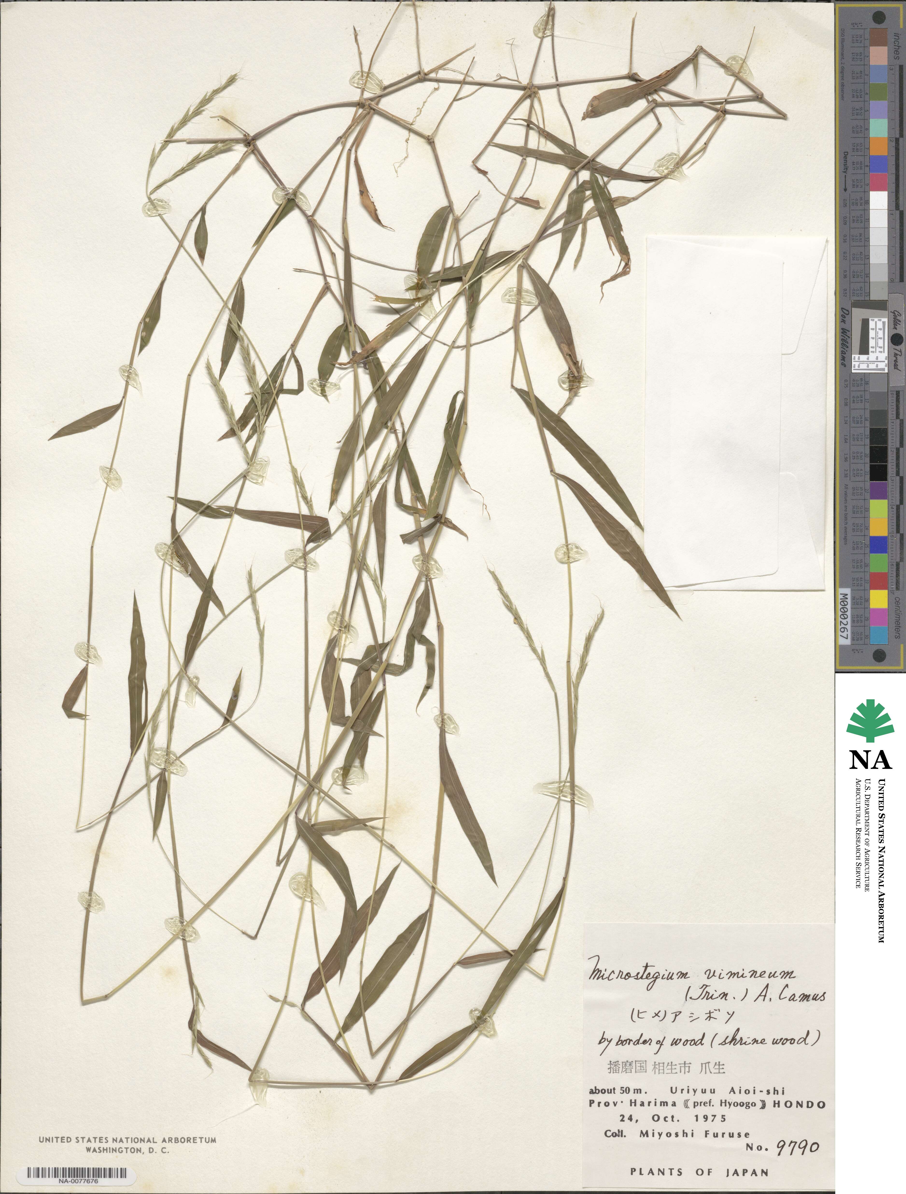 Microstegium vimineum image