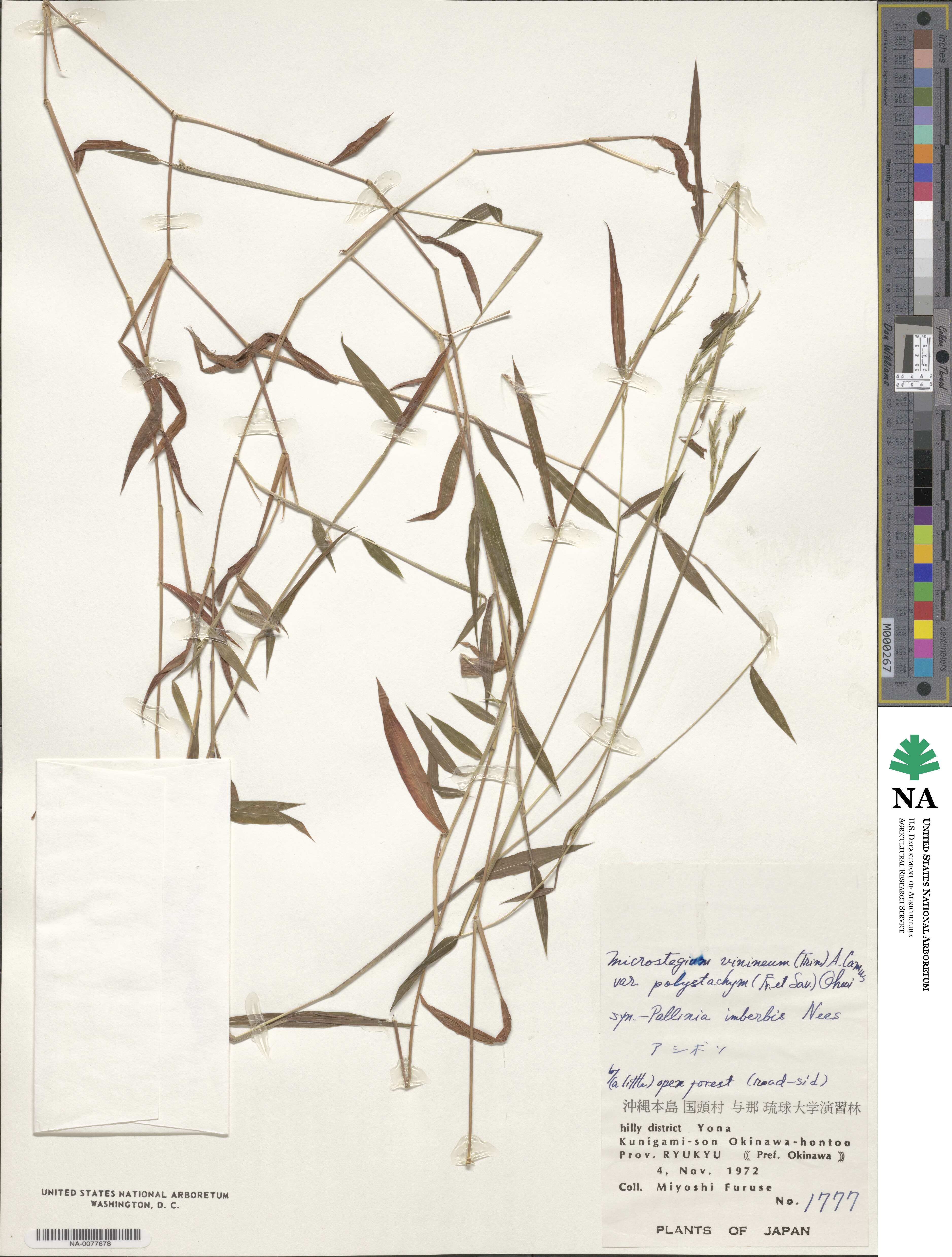 Microstegium image