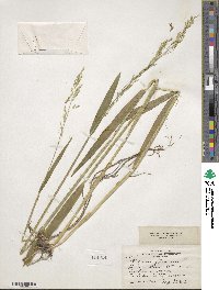 Milium effusum image