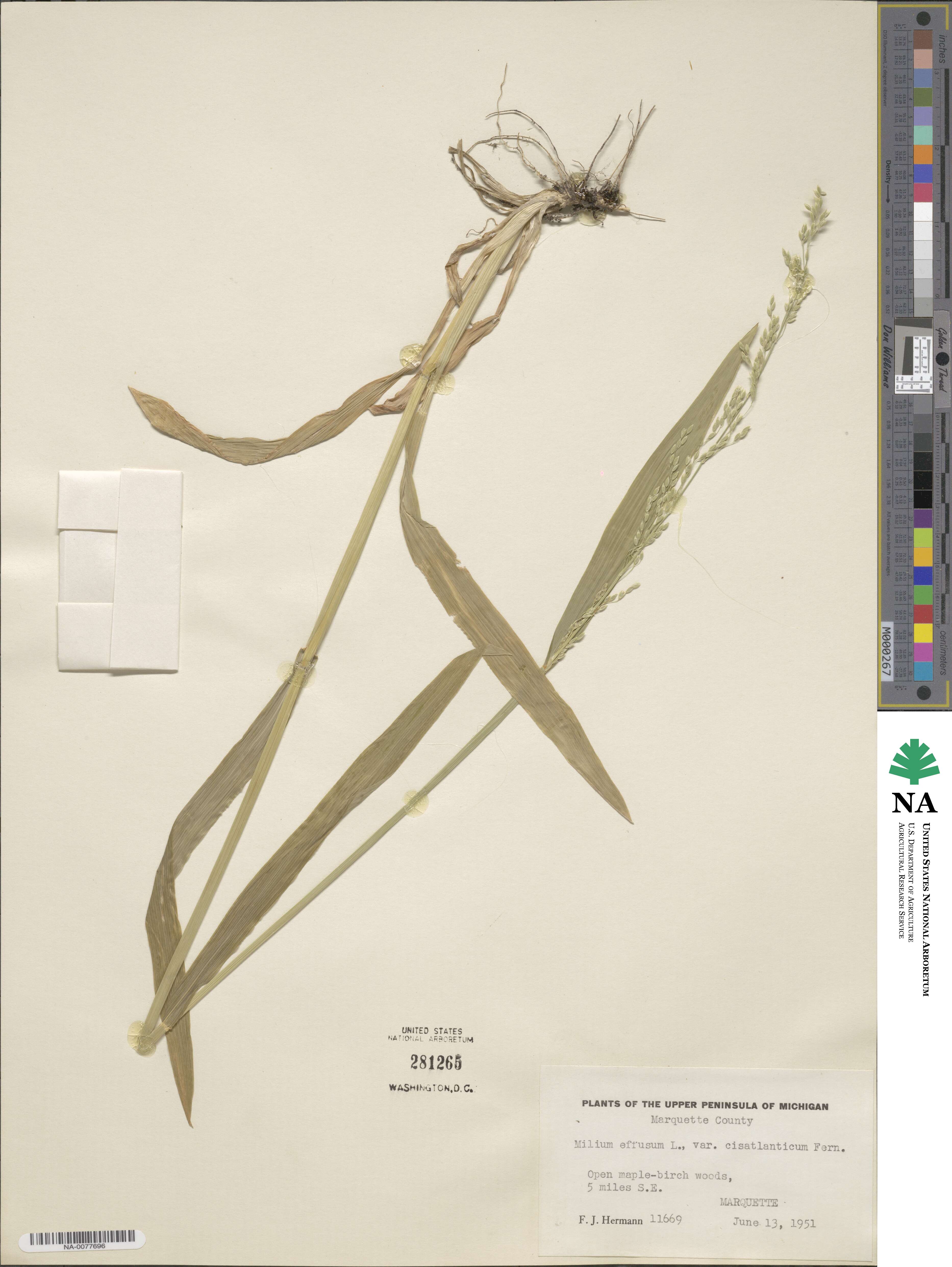 Milium effusum image