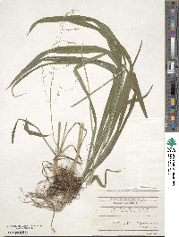 Milium effusum image