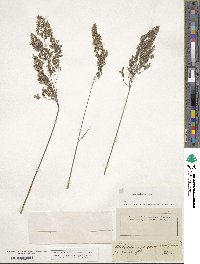 Milium effusum image