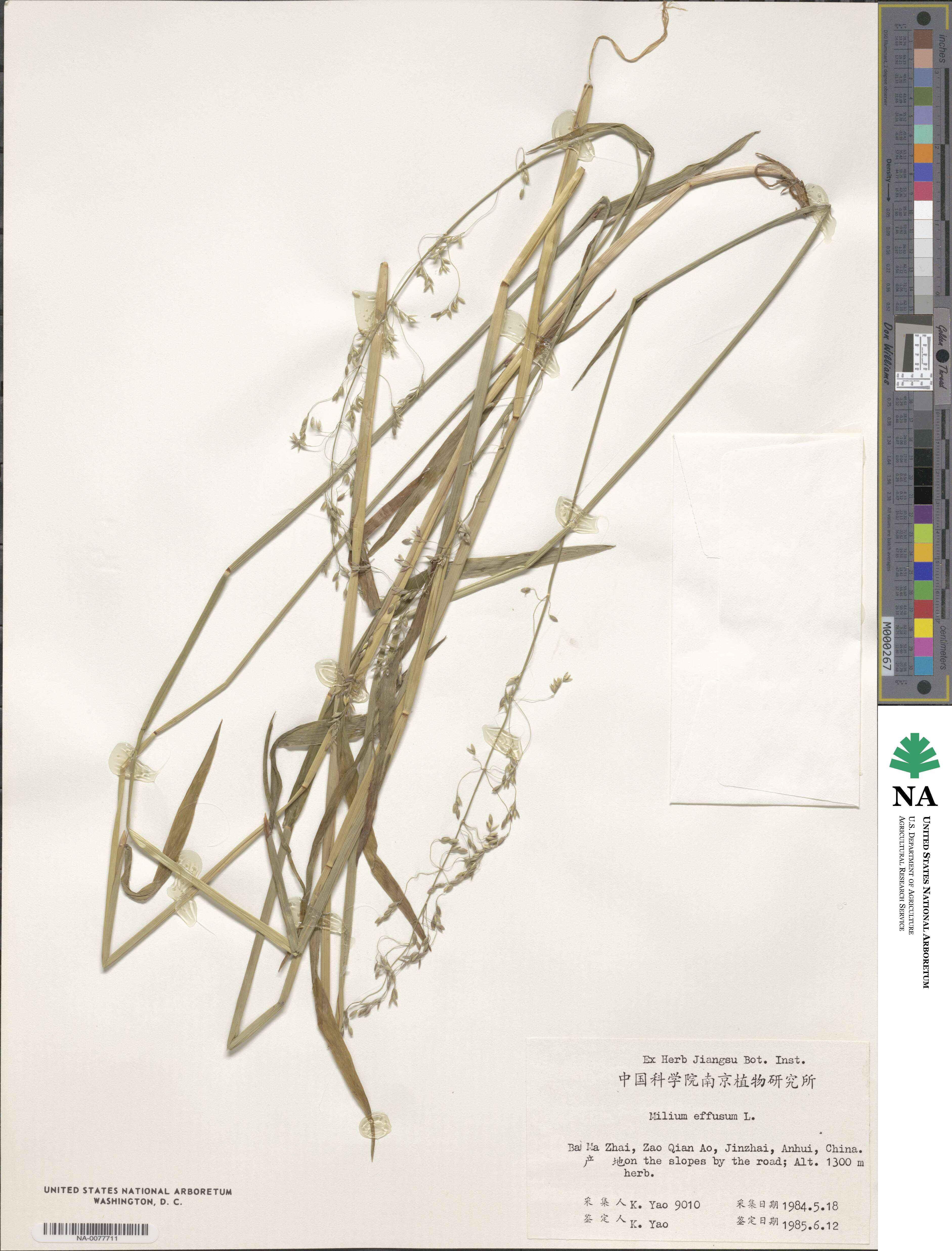 Milium effusum image