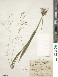 Milium effusum image