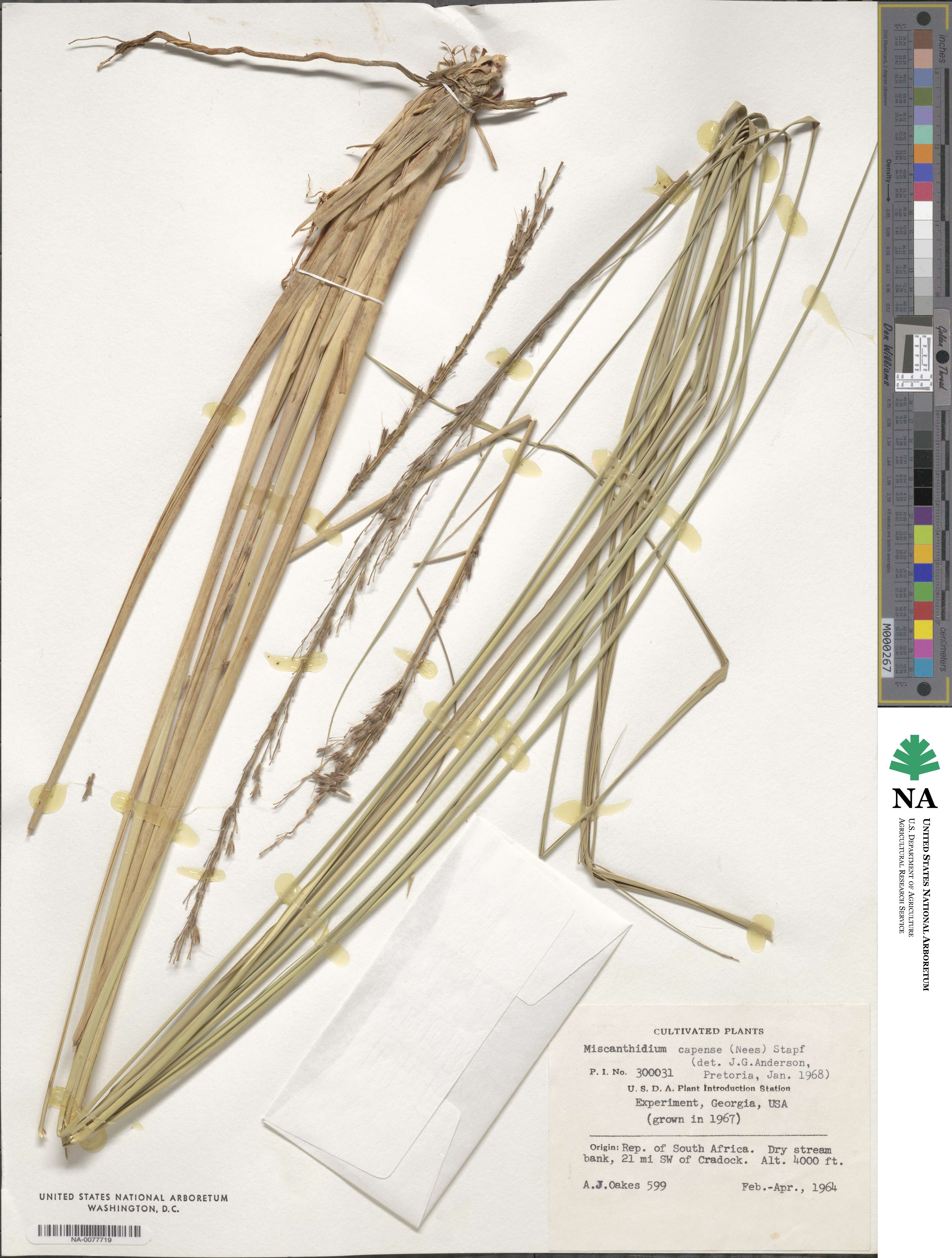 Miscanthus ecklonii image