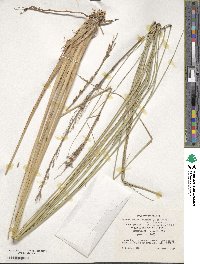 Image of Miscanthus ecklonii