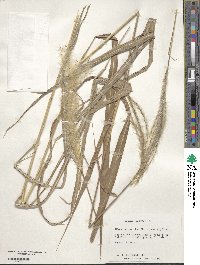 Miscanthus sacchariflorus image