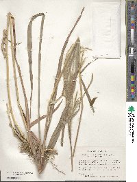 Miscanthus sacchariflorus image