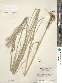 Miscanthus sinensis image