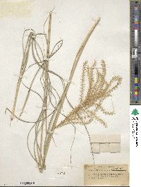 Miscanthus sinensis image