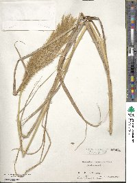 Miscanthus sinensis image