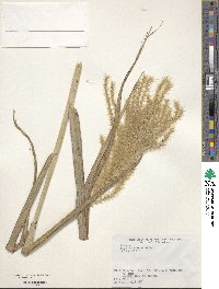 Miscanthus sinensis image