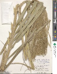 Miscanthus sinensis image