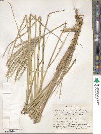 Miscanthus sinensis image