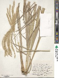 Miscanthus sinensis image