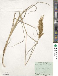 Miscanthus sinensis image