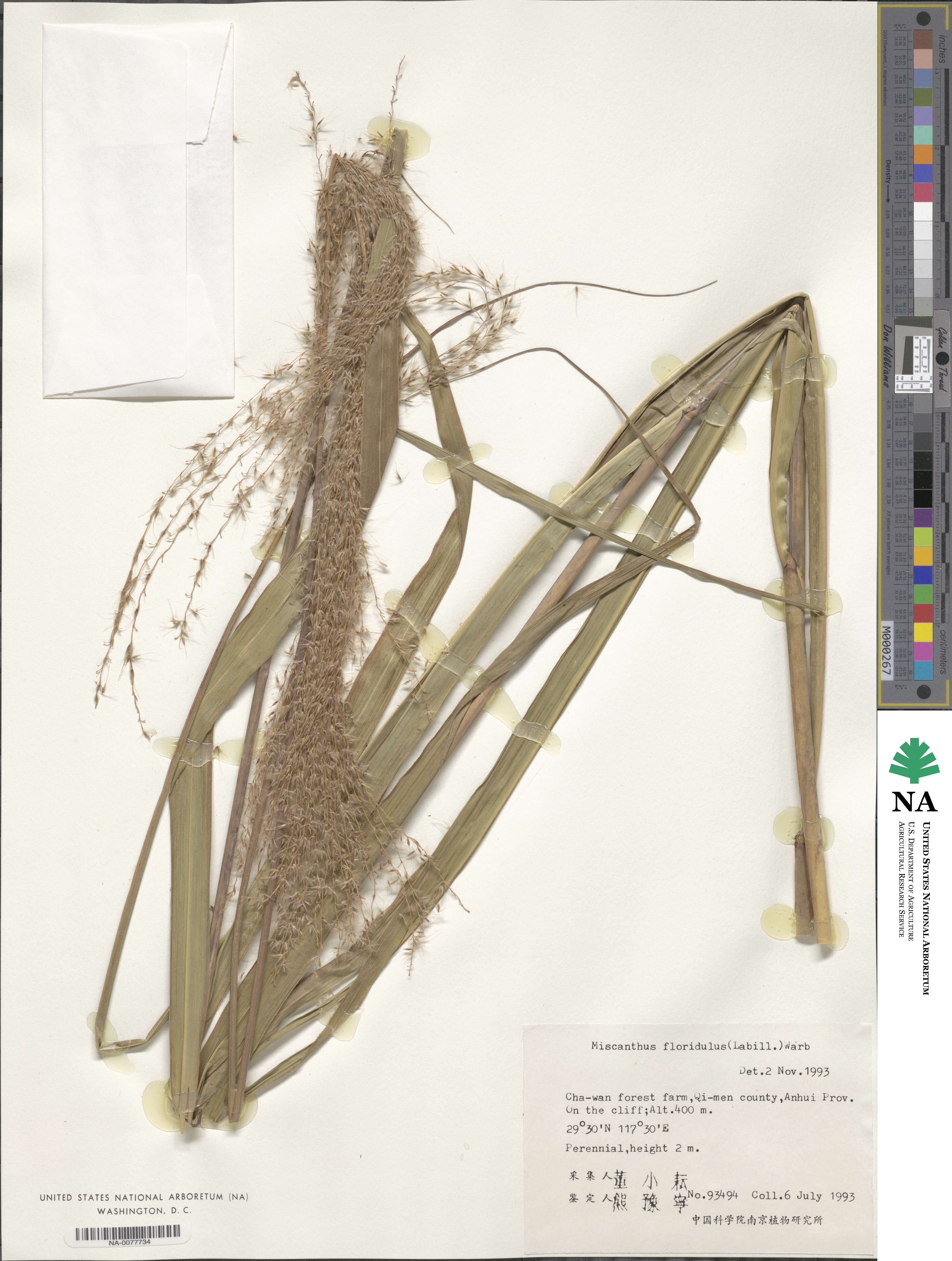 Miscanthus floridulus image