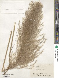 Miscanthus floridulus image