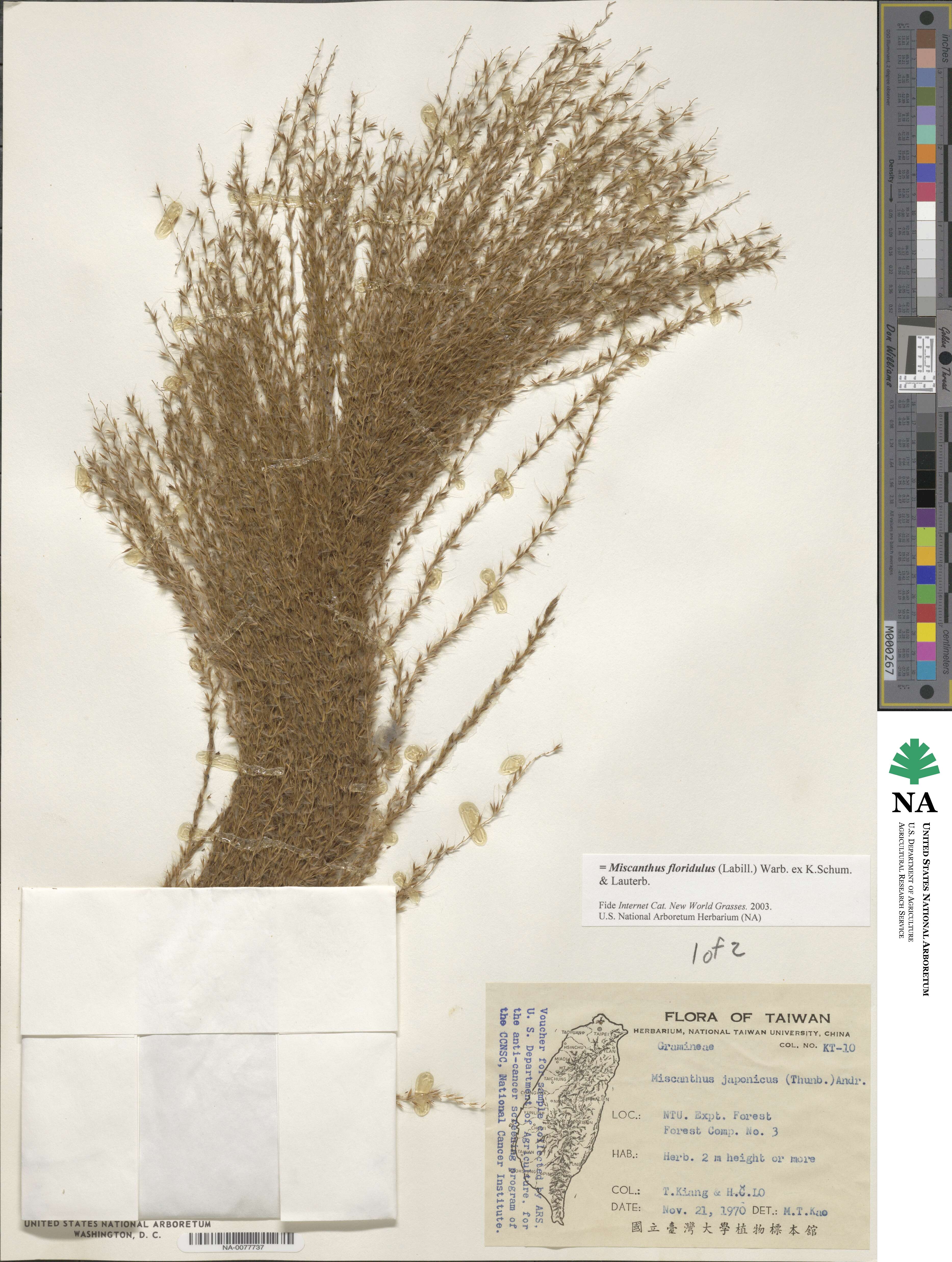 Miscanthus floridulus image