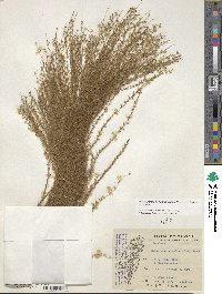 Miscanthus floridulus image