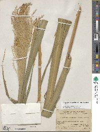 Miscanthus floridulus image