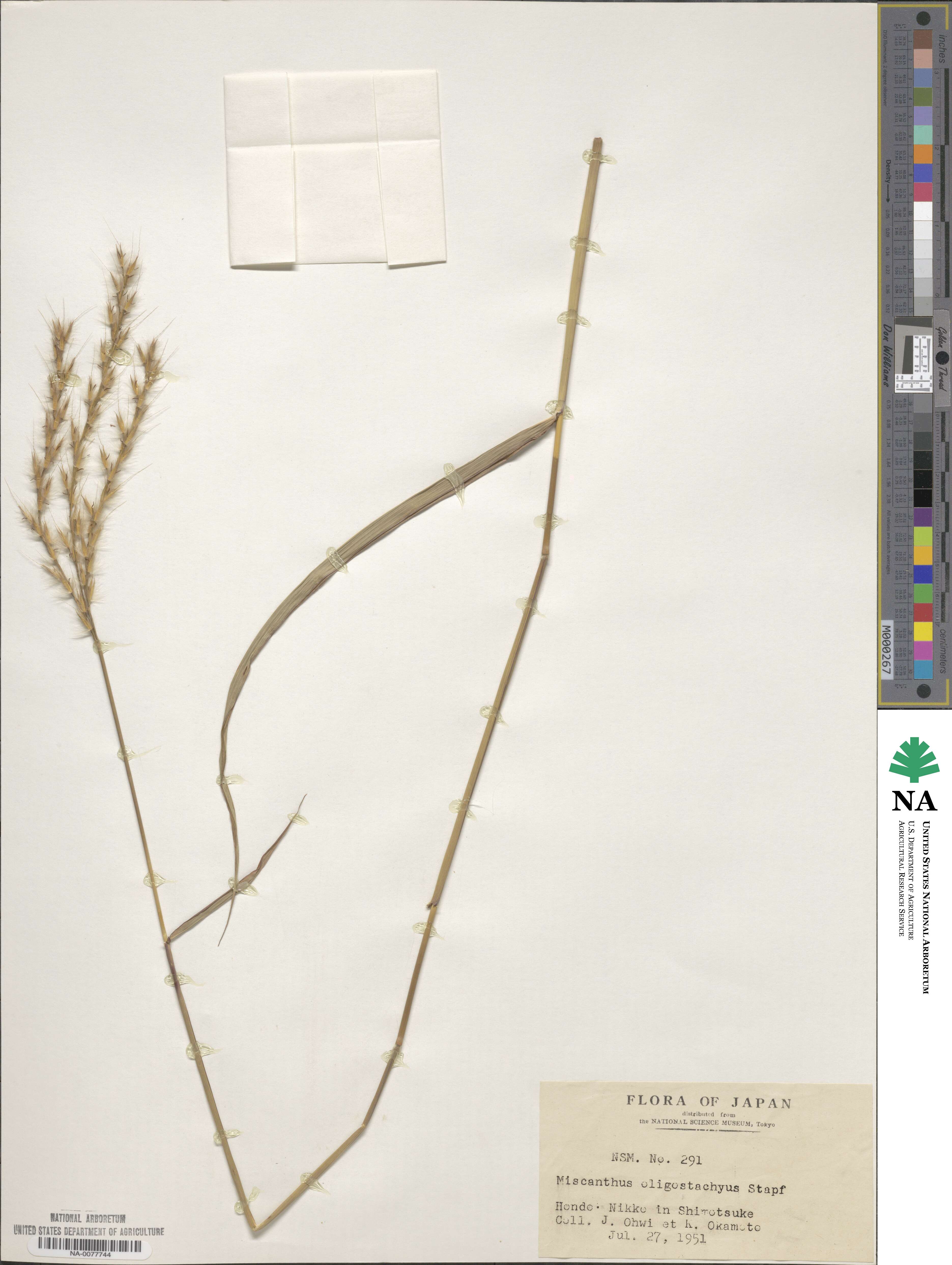 Miscanthus oligostachyus image